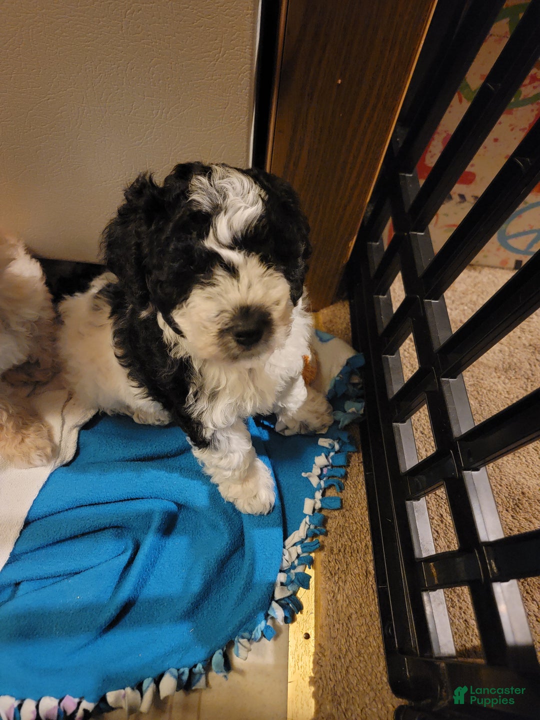 Mixed Breed dogs for sale: Chopper - Ad 3