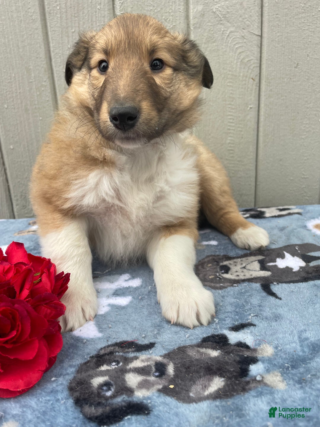 Collie dogs for sale: Cora - Ad 3