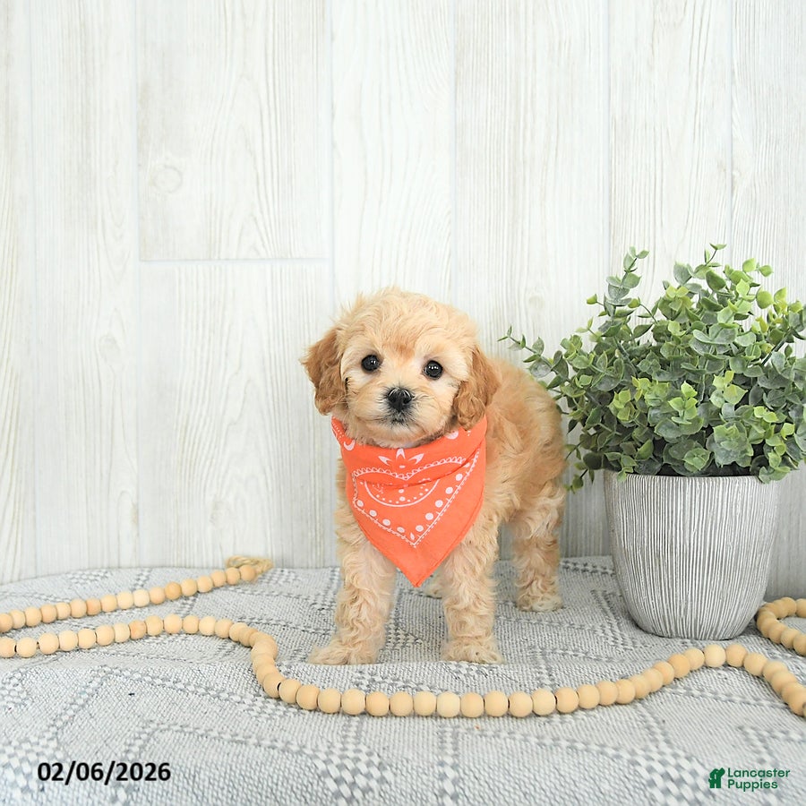 Cockapoo dogs Bo EXTRA SMALL - Ad 40