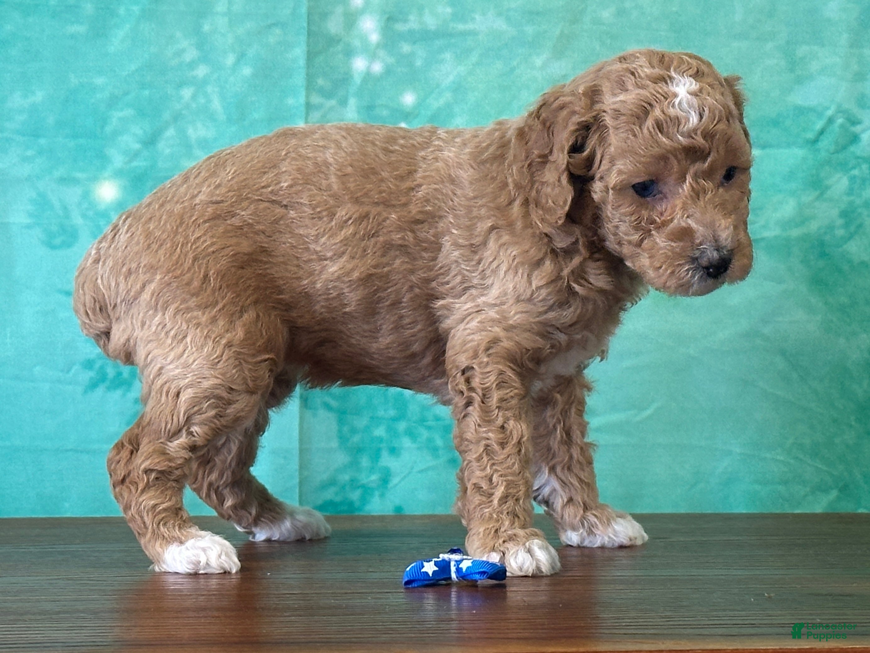 Miniature Poodle dogs Raya - Ad 2