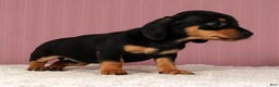 Miniature Dachshund dogs for sale: Krissy - Ad 9