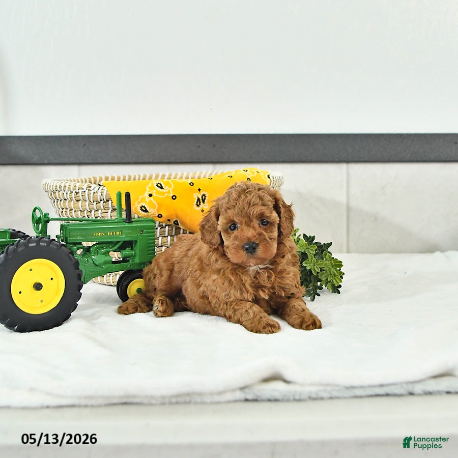 Toy Poodle dogs Terry  - Ad 2