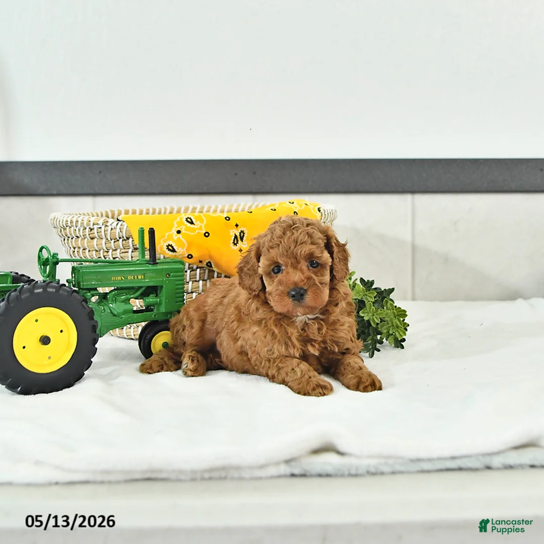 Toy Poodle dogs for sale: Terry  - Ad 2