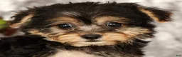 Yochon dogs for sale: Violet - Ad 9