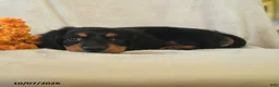 Miniature Dachshund dogs for sale: Kimmy - Ad 5