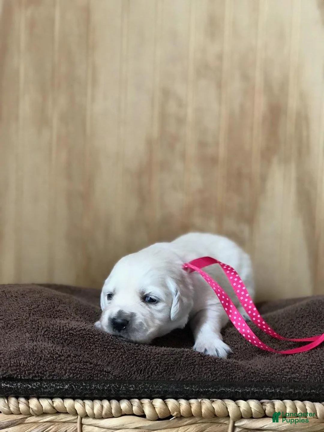 Golden Retriever dogs for sale: Miss Hot Pink  - Ad 1