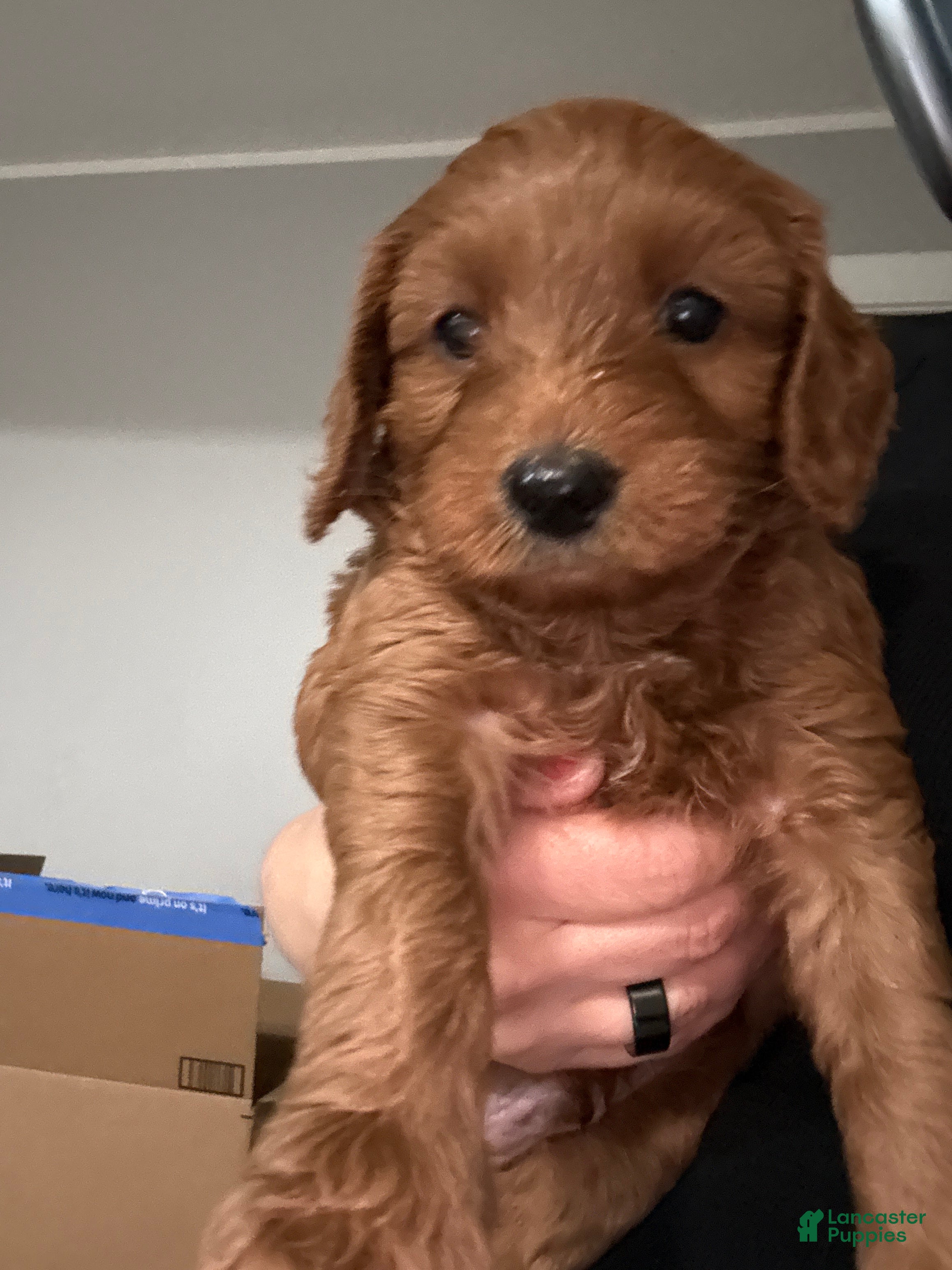 Australian Labradoodle dogs Australian Labradoodle Puppy 4 - Ad 6