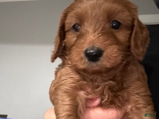 Australian Labradoodle dogs - Ad 6