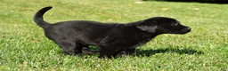 Labrador Retriever dogs for sale: Lacey - Ad 7