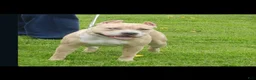 American Bully dogs for sale: Nala - Ad 5