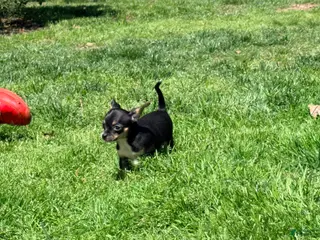 Chihuahua dogs Darin - Ad 14