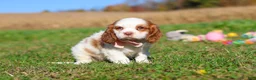 Cavalier King Charles Spaniel dogs for sale: Lola - Ad 3