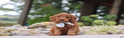 Mini Goldendoodle dogs for sale: Igor - Ad 6