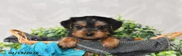 Yorkshire Terrier dogs for sale: Aspen - Ad 3