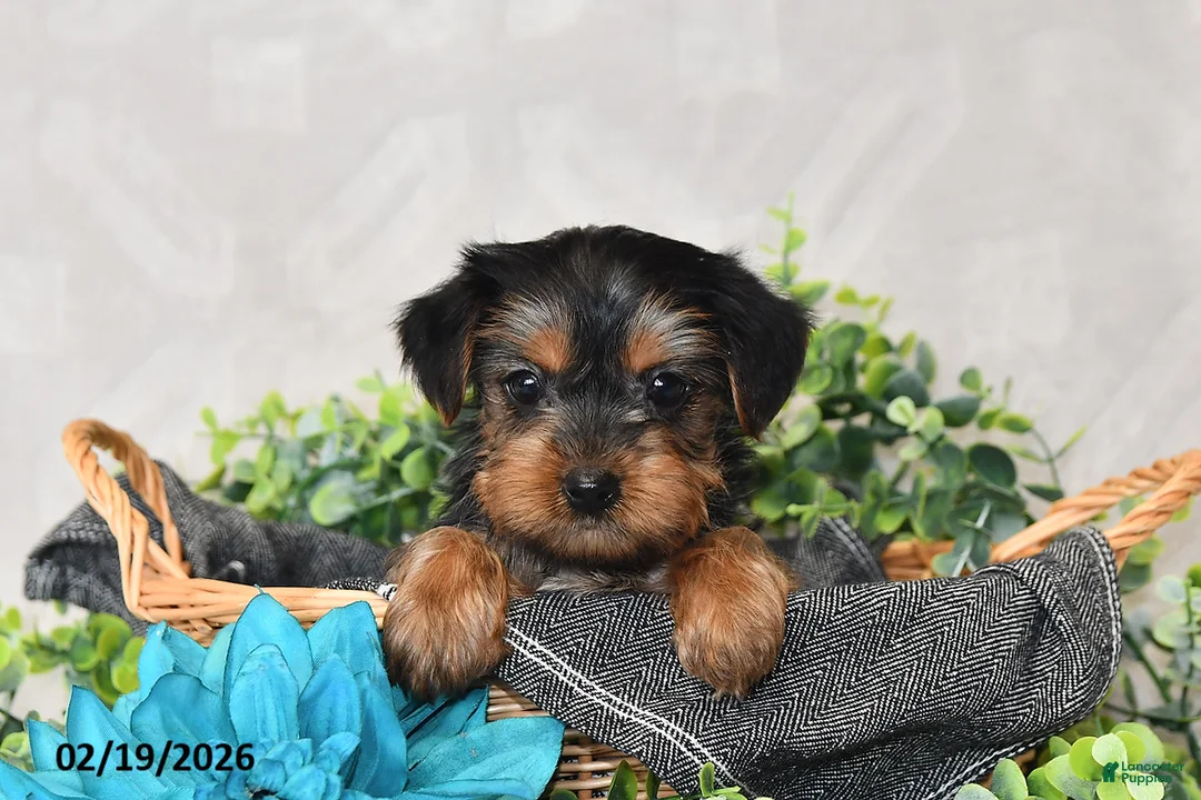 Yorkshire Terrier dogs for sale: Aspen - Ad 3