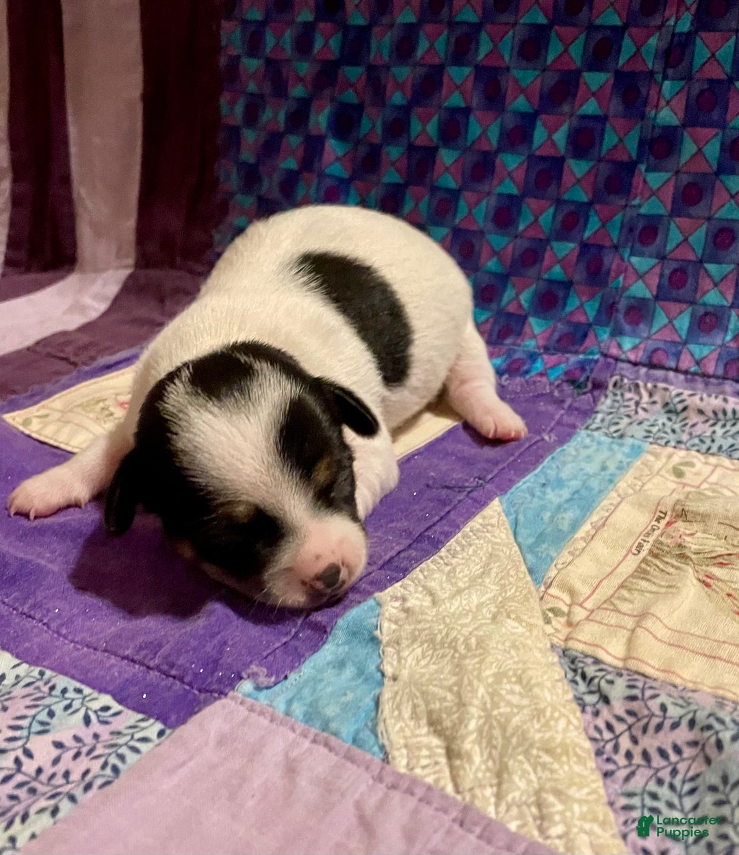 Chihuahua dogs for sale: Lucille - Ad 8