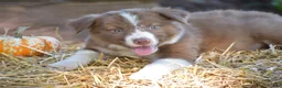Border Collie dogs for sale: Tilly - Ad 4