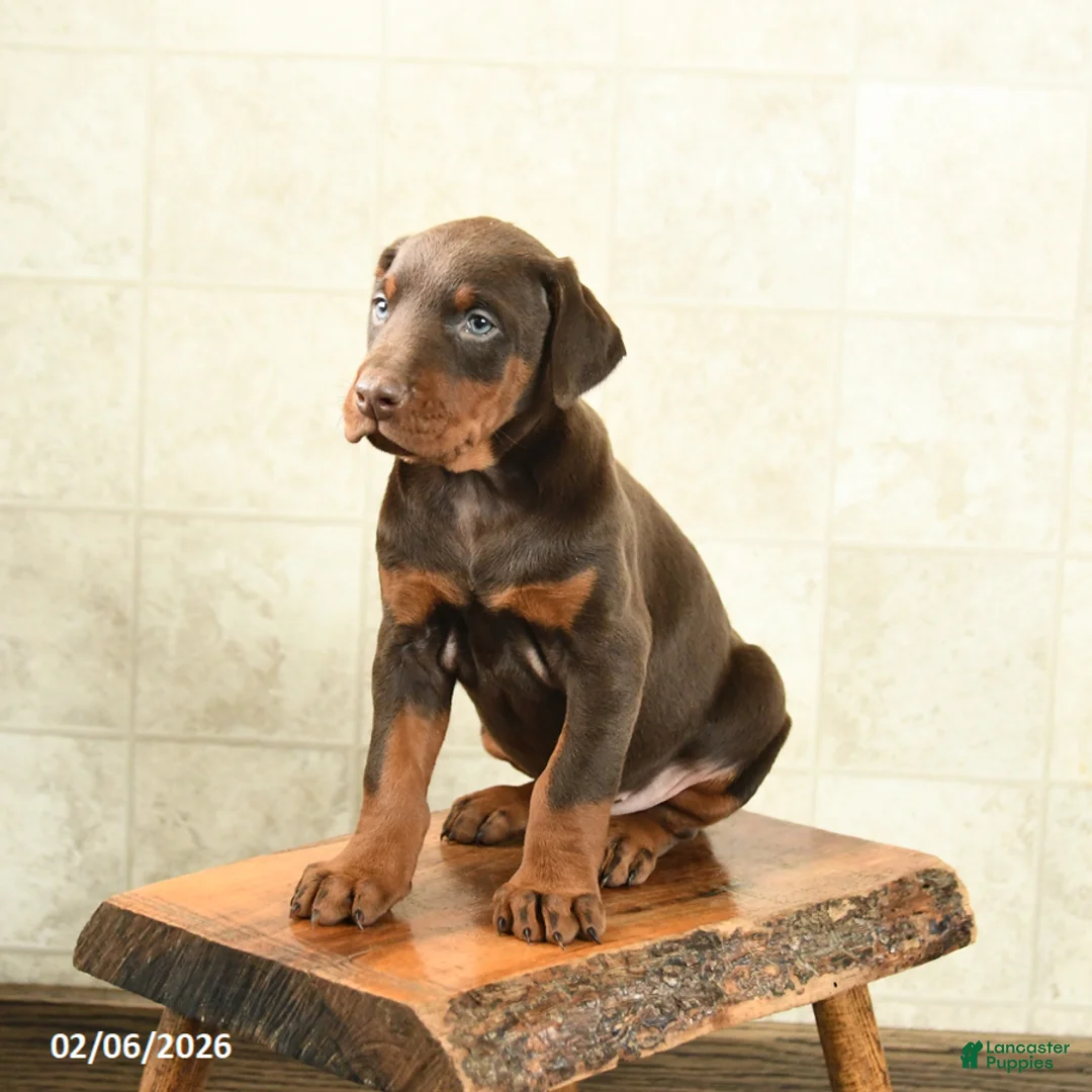 Doberman Pinscher dogs for sale: Fern - Ad 4