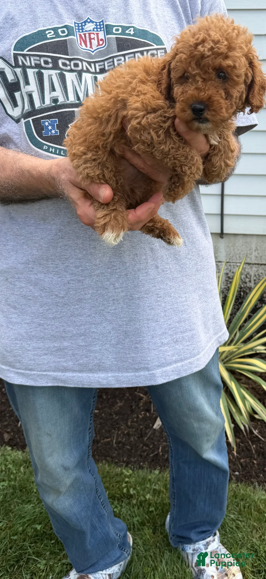Miniature Poodle dogs for sale: Miniature Poodle 3 - Ad 2