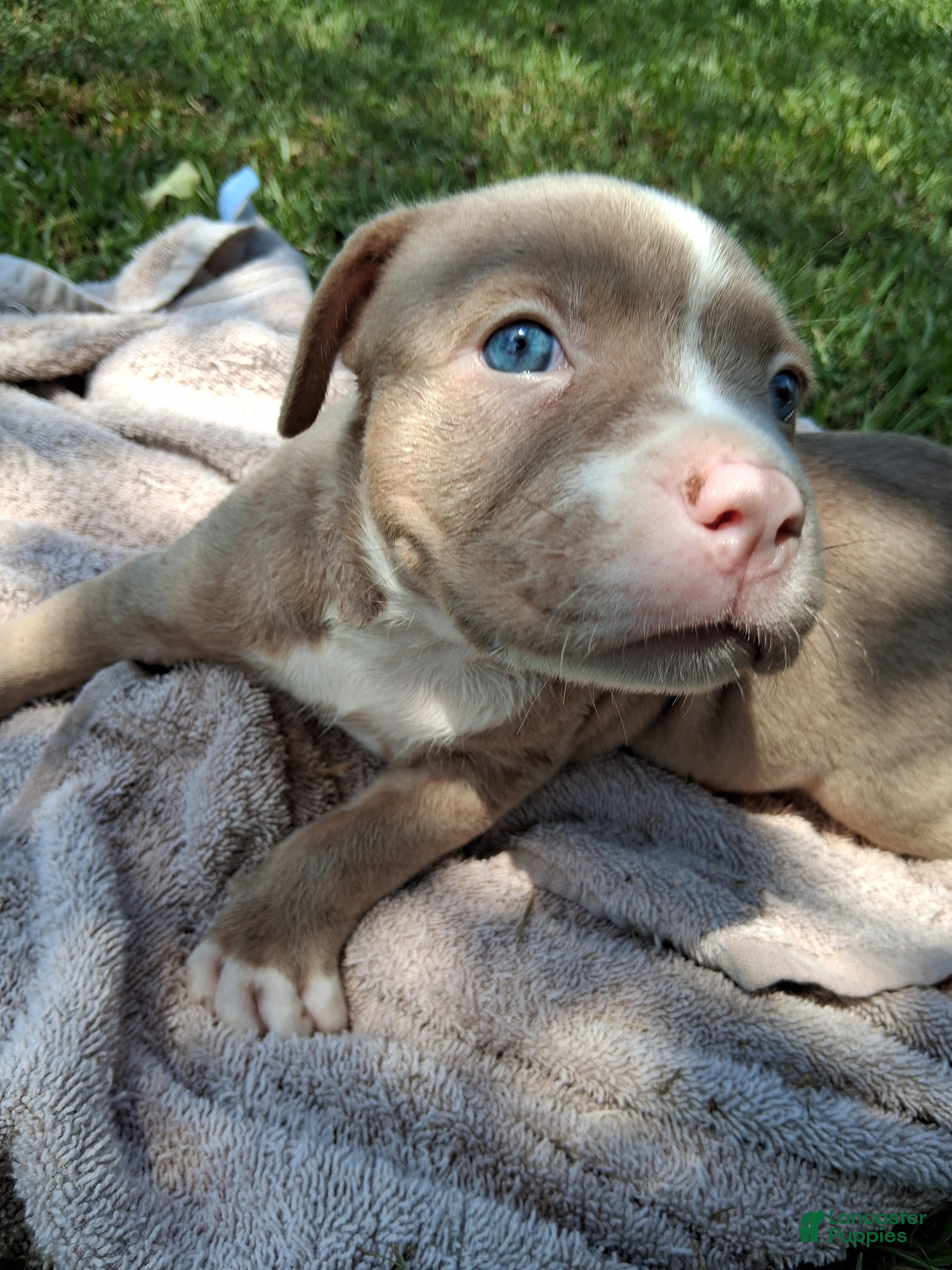 American Bully dogs American Bully 4 - Ad 17