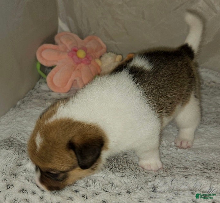 Mixed Breed dogs Orpheus - Ad 2