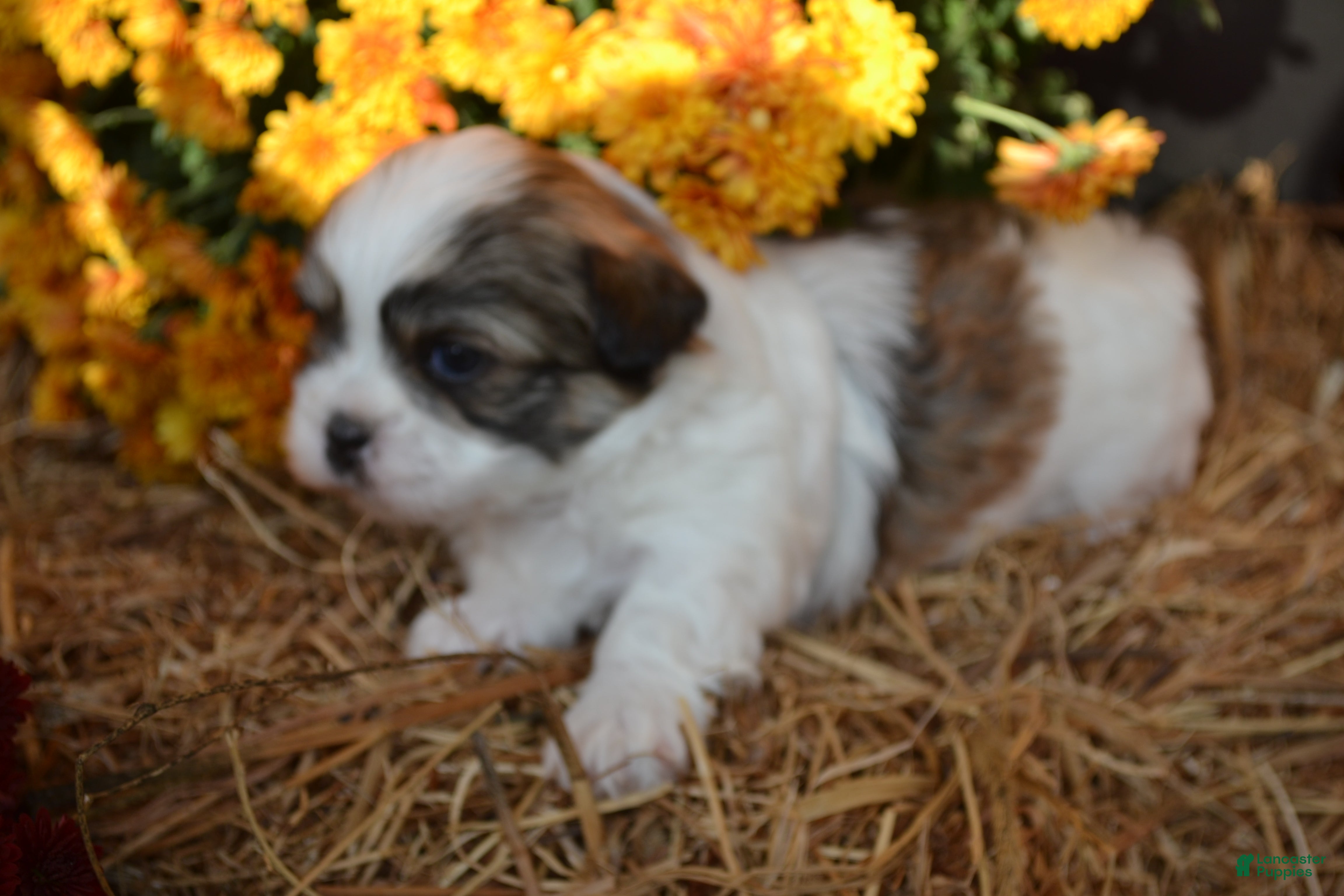 Malshi dogs for sale: Snoopy - Ad 2