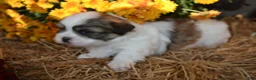 Malshi dogs for sale: Snoopy - Ad 2
