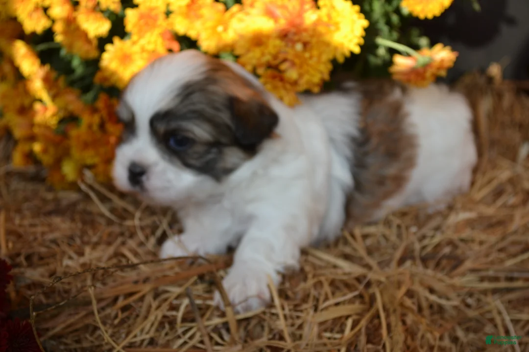 Malshi dogs for sale: Snoopy - Ad 2