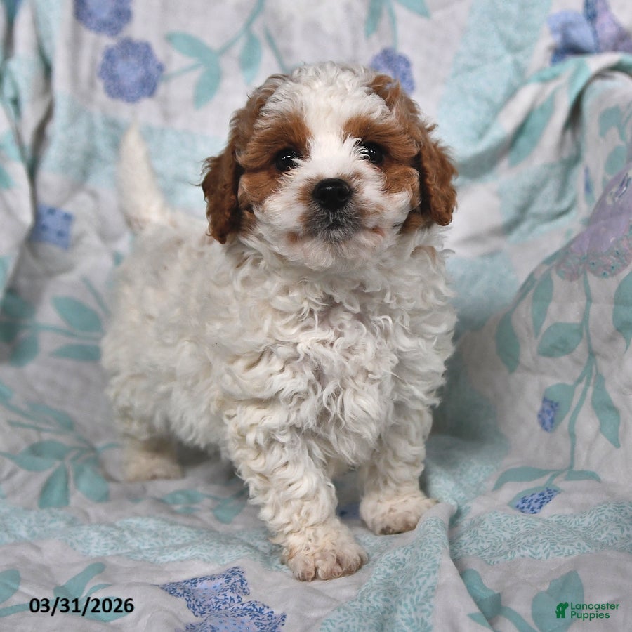 Cavapoo dogs Prince   - Ad 1