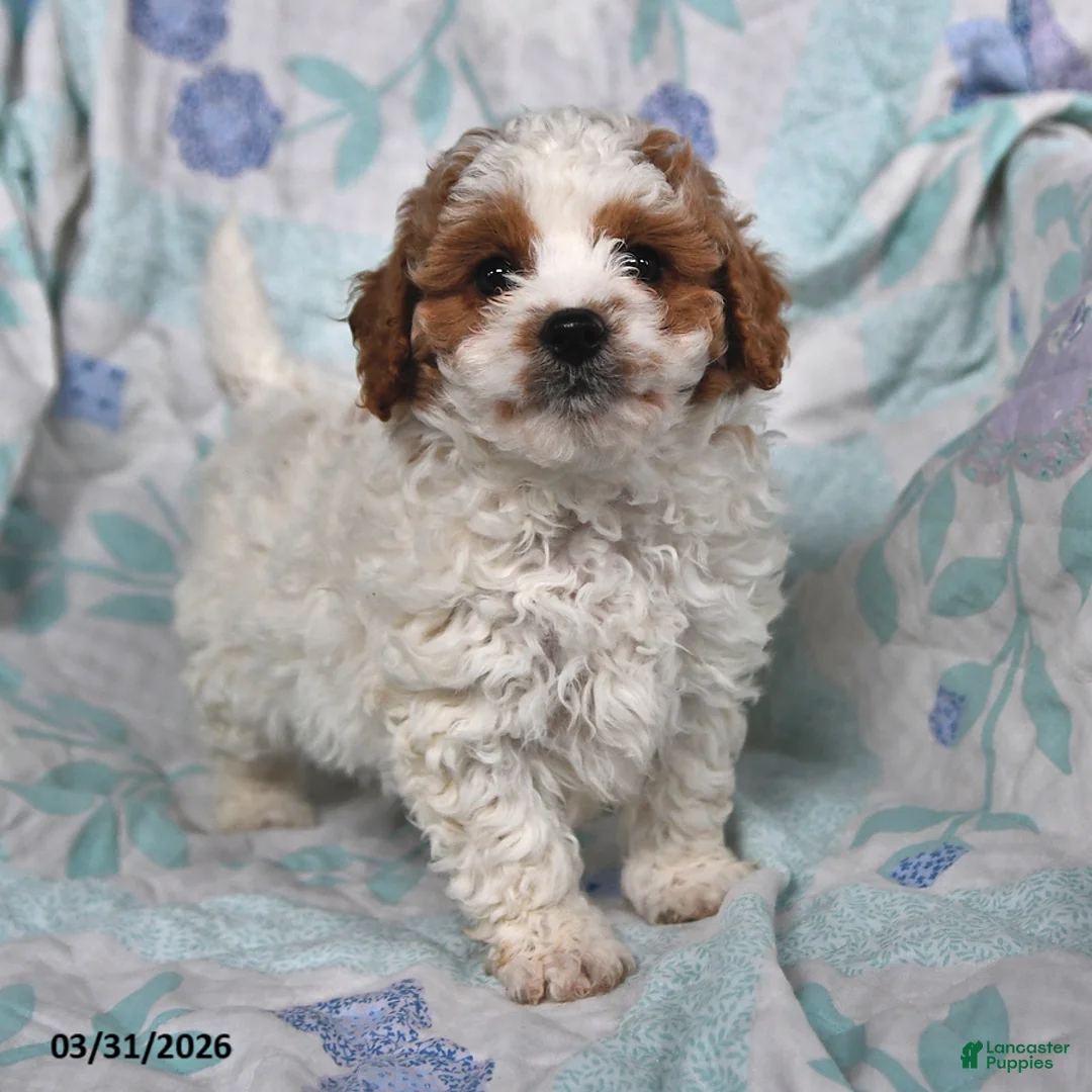 Cavapoo dogs for sale: Prince   - Ad 1