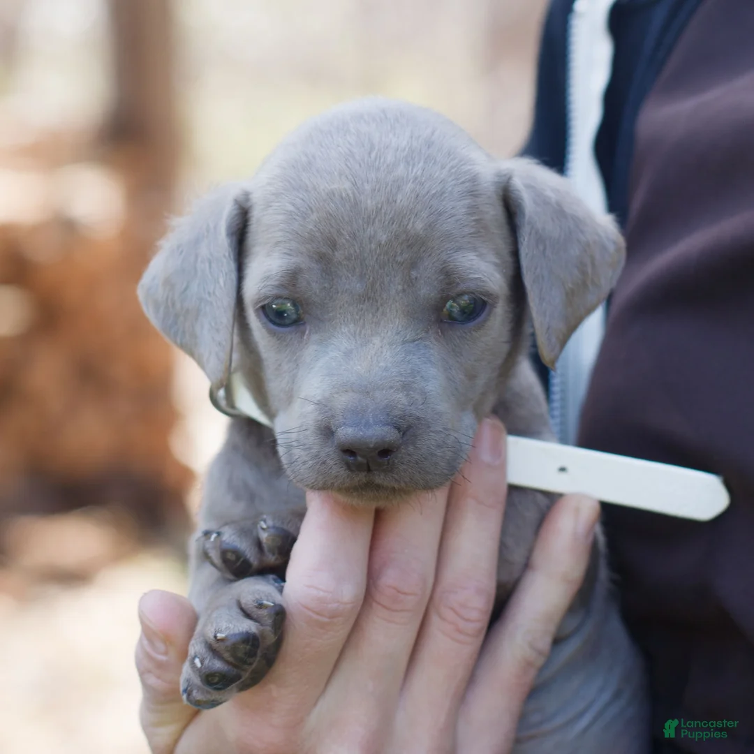 Labrador Retriever dogs for sale: Rico  - Ad 2