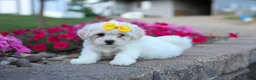 Teddy Bear dogs for sale: Bubbles 💖 - Ad 5