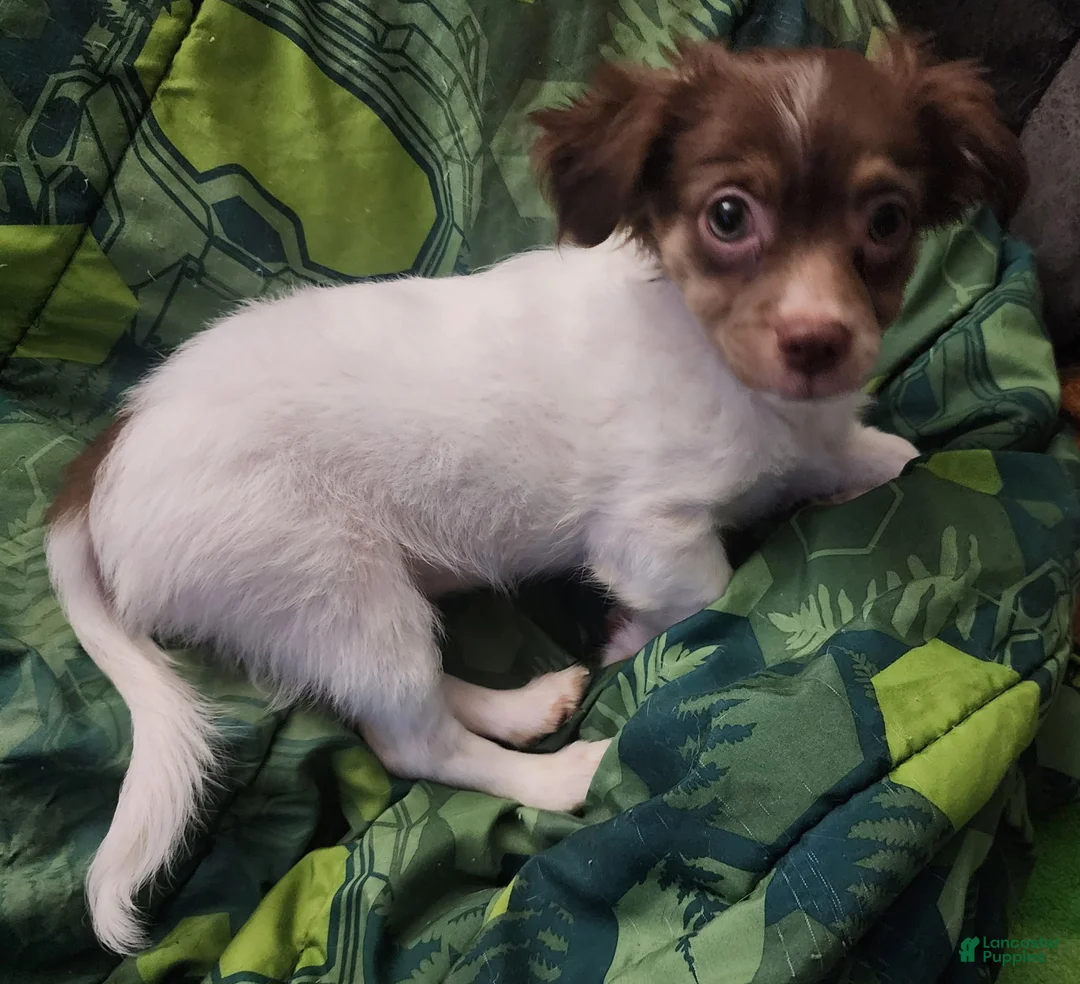 Chihuahua dogs for sale: Chihuahua Puppy 1 - Ad 1