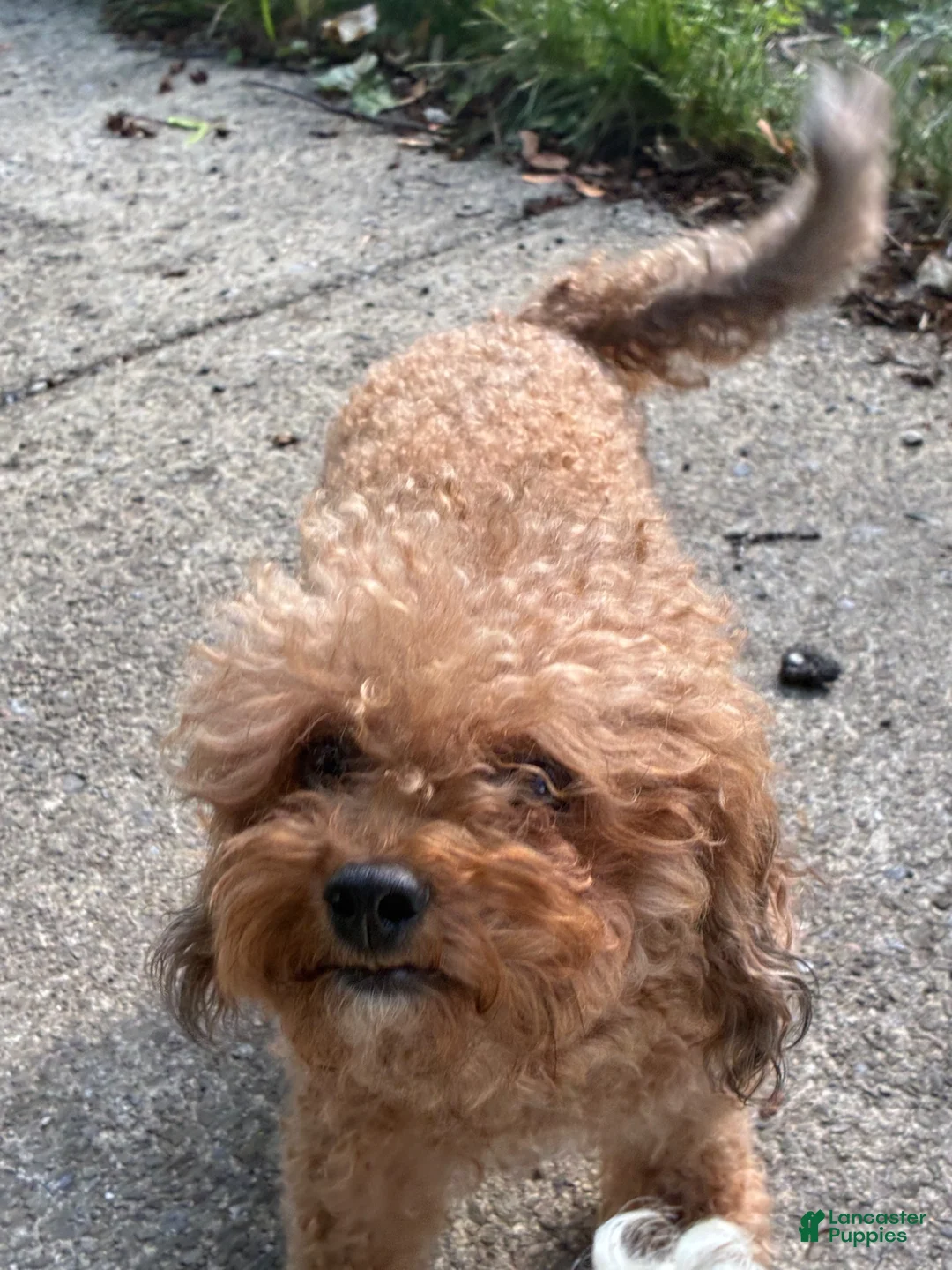 Toy Poodle dogs for sale: Toy Poodle 2 - Ad 2