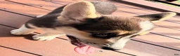 Welsh Corgi Pembroke dogs for sale: Floyd - Ad 16