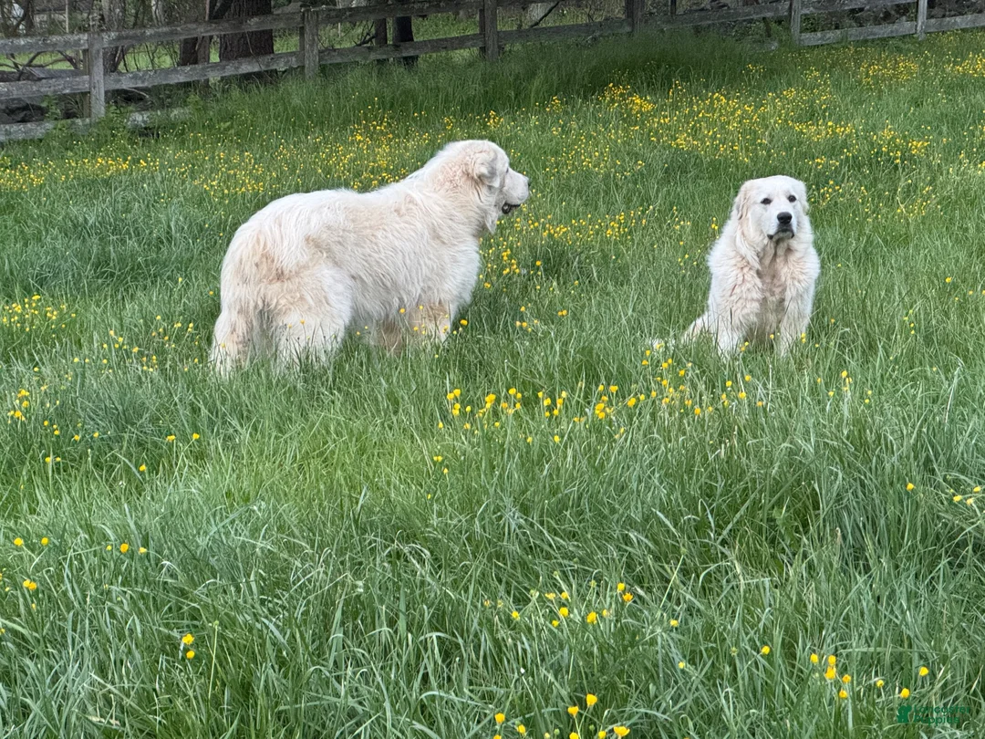 Great Pyrenees dogs for sale: Great Pyrenees 2 - Ad 2