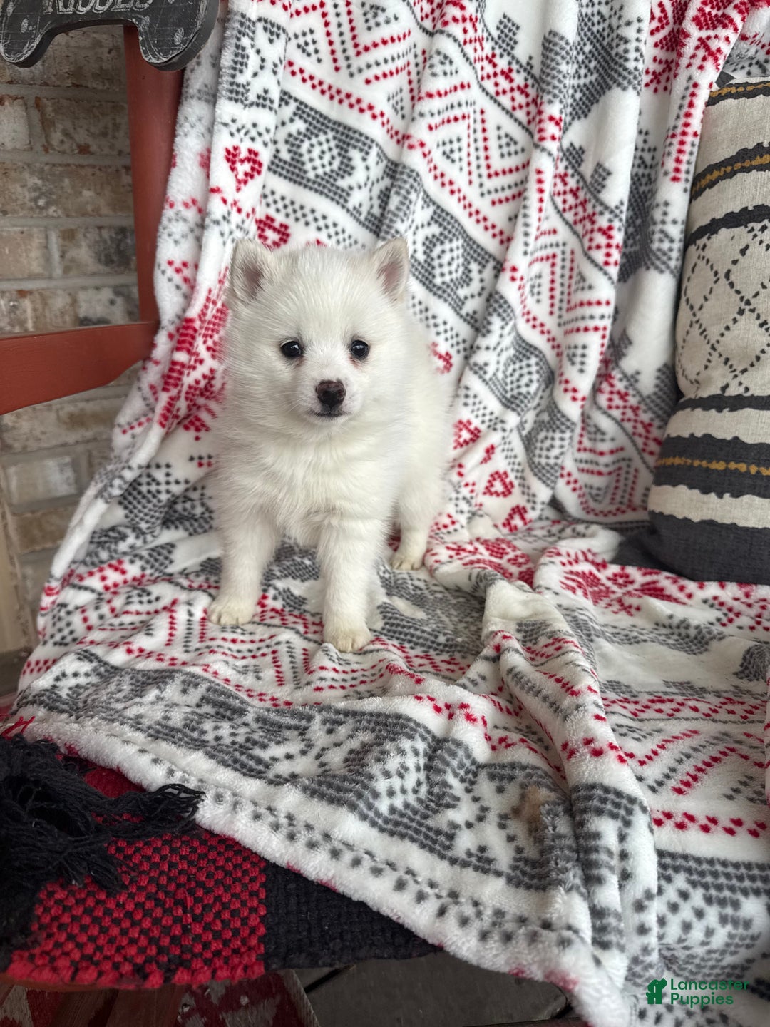 Pomsky dogs for sale: Lady - Ad 4