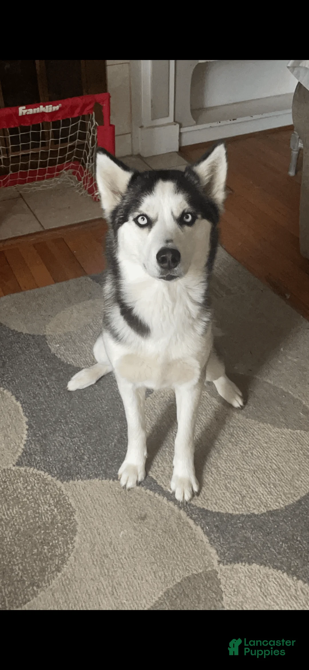 Gallery Image {{count}}