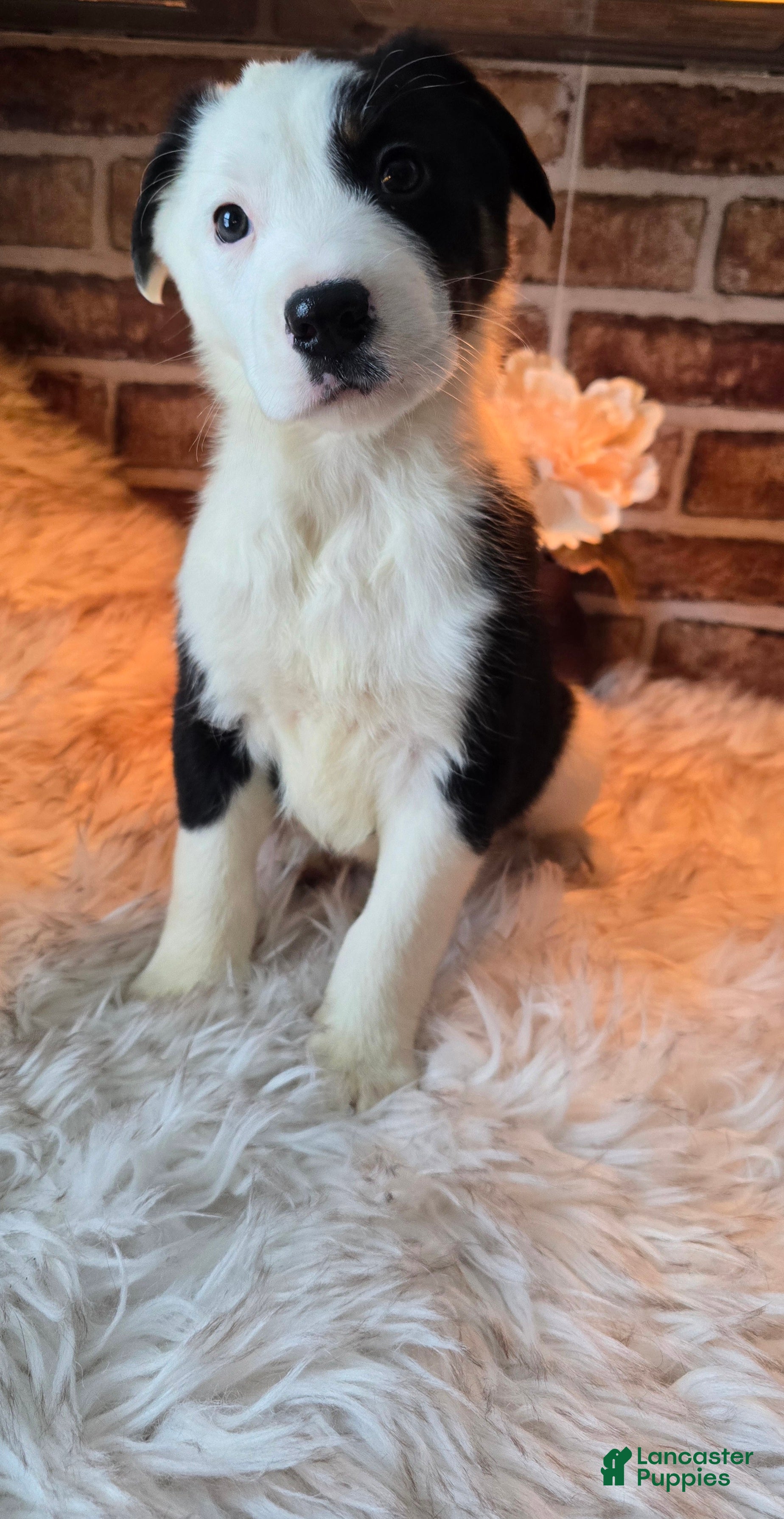 Mixed Breed dogs Milo - Ad 41