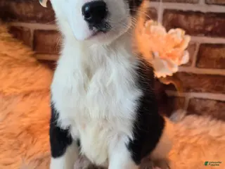 Mixed Breed dogs Milo - Ad 41