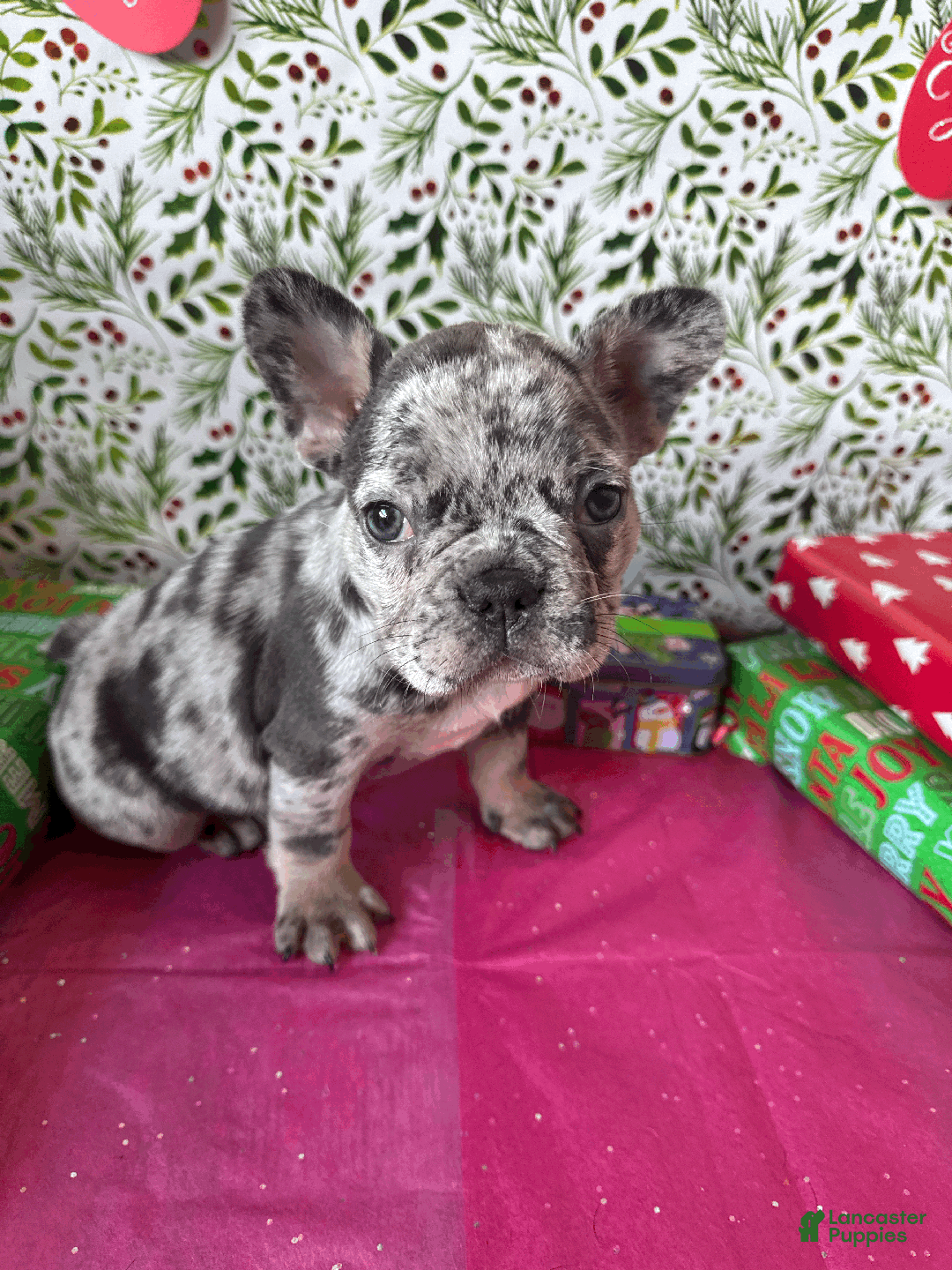 French Bulldog dogs for sale: MIA - Ad 4