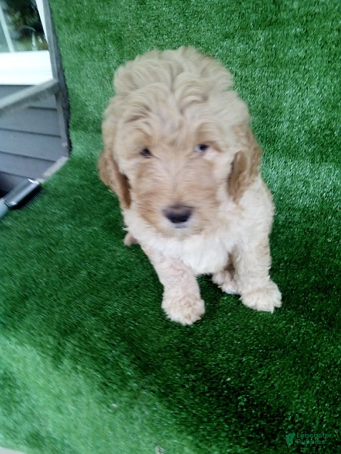 Goldendoodle dogs Leo - Ad 1