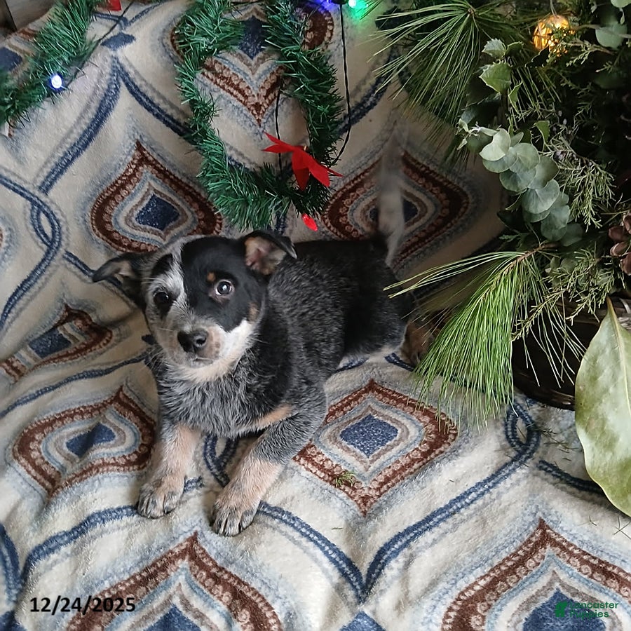 Australian Cattle Dog dogs Monty - Ad 15