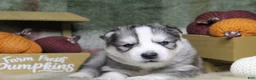 Siberian Husky dogs for sale: Orange - Ad 3