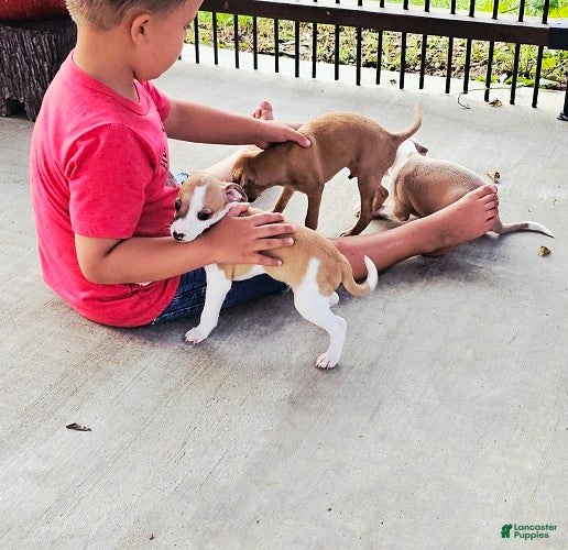Italian Greyhound dogs Sevyn - Ad 1
