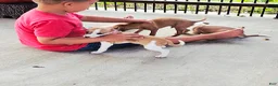 Italian Greyhound dogs for sale: Sevyn - Ad 1