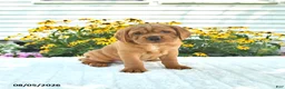Mini Hippo dogs for sale: Buddy - Ad 1