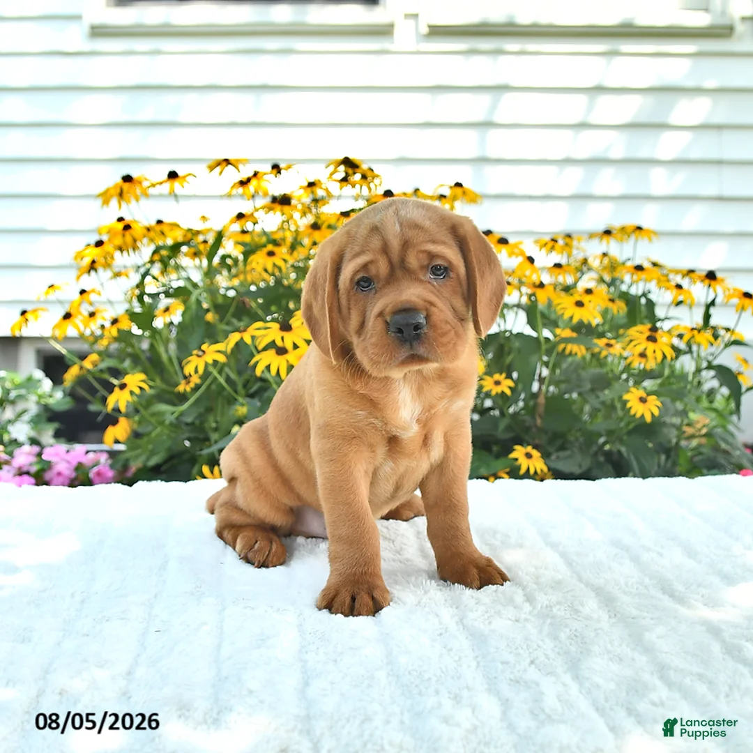 Mini Hippo dogs for sale: Buddy - Ad 1