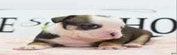 Mixed Breed dogs for sale: Queen - Ad 34