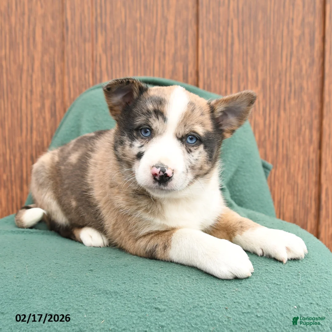 Mixed Breed dogs for sale: Able - Ad 3